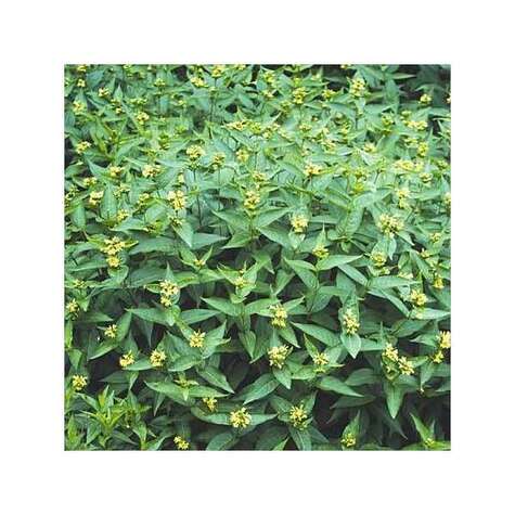 Heester Diervilla sessilifolia Butterfly.jpg