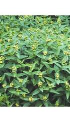 Heester Diervilla sessilifolia Butterfly.jpg