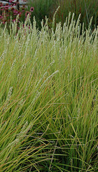 Siergras Sesleria autumnalis.jpg