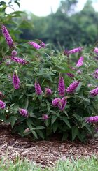 Heester Buddleja.jpg