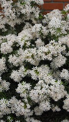 Heester Choisya ternata White Dazzler.jpg