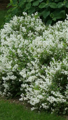 Heester Deutzia gracilis.png