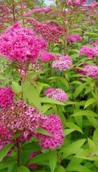 Heester Spiraea japonica.jpg