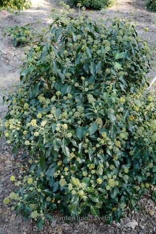 Heester Hedera Helix ‘Arborescens’.jpg