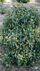 Heester Hedera Helix ‘Arborescens’.jpg