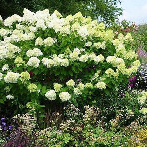 Heester Hydrangea pann. ‘limelight’.jpg