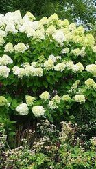 Heester Hydrangea pann. ‘limelight’.jpg