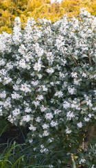 Heester Osmanthus burkwoodiijpg.jpg