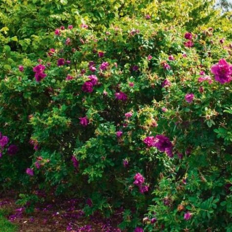 Heester Rosa short track.jpg