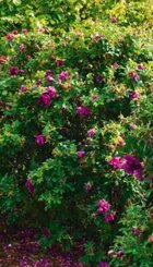 Heester Rosa short track.jpg