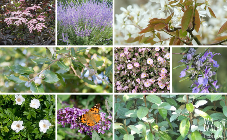 collage-kustplanten-bomen-en-heesters-vanDaalen-buiten.png