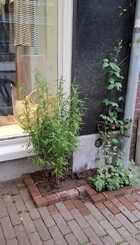 Voorbeeld bij Freule